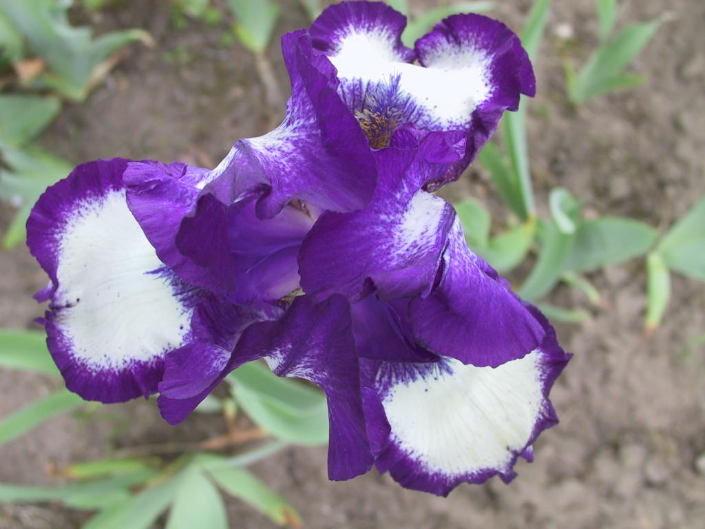 Iris barbata elatior Stepping Out.jpg